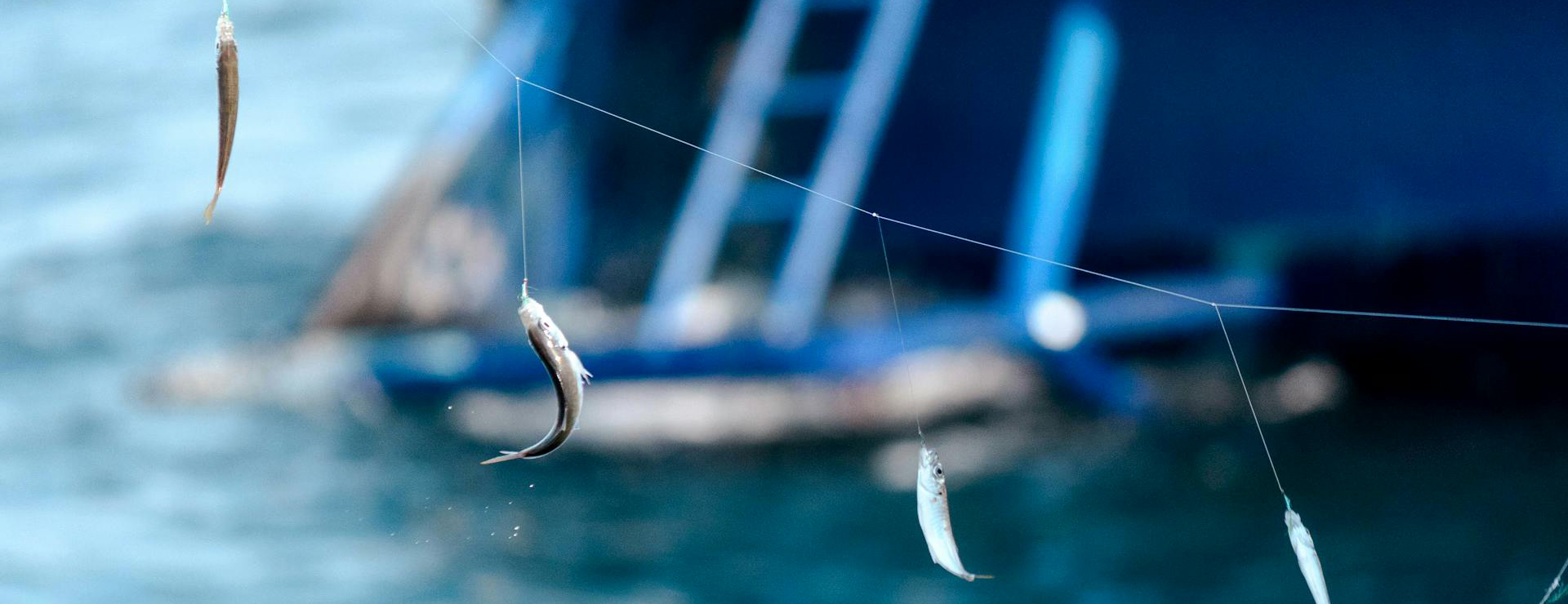 Sportfischen 3 Sportfischen -Sportfischen pexels alimuart 15543257